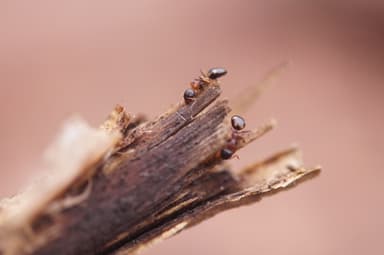 Dolichoderus quadripunctatus photo 133