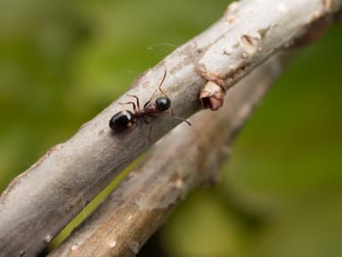 Dolichoderus quadripunctatus photo 134