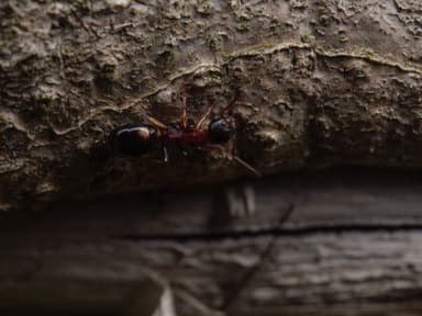 Dolichoderus quadripunctatus photo 135