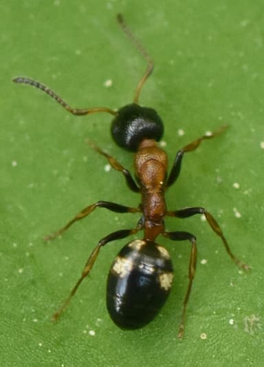 Dolichoderus quadripunctatus photo 136