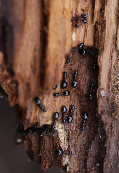 Dolichoderus quadripunctatus photo 137