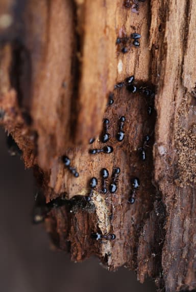 Dolichoderus quadripunctatus photo 138