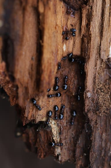 Dolichoderus quadripunctatus photo 139