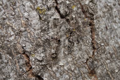 Dolichoderus quadripunctatus photo 140