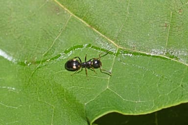 Dolichoderus quadripunctatus photo 141