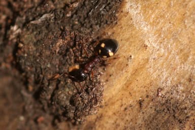 Dolichoderus quadripunctatus photo 142