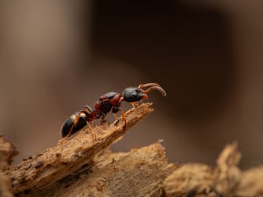 Dolichoderus quadripunctatus photo 145