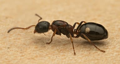 Dolichoderus quadripunctatus photo 146