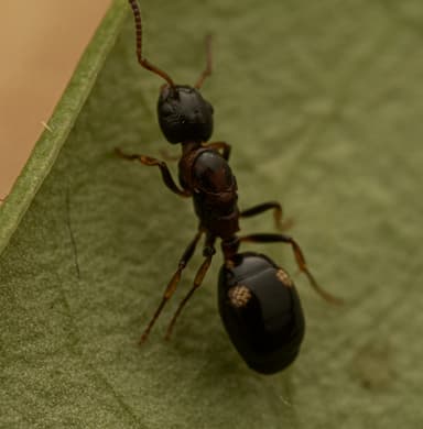 Dolichoderus quadripunctatus photo 148