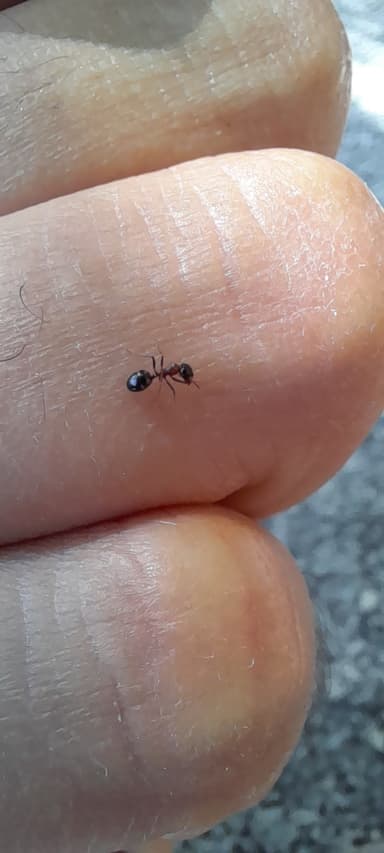 Dolichoderus quadripunctatus photo 149