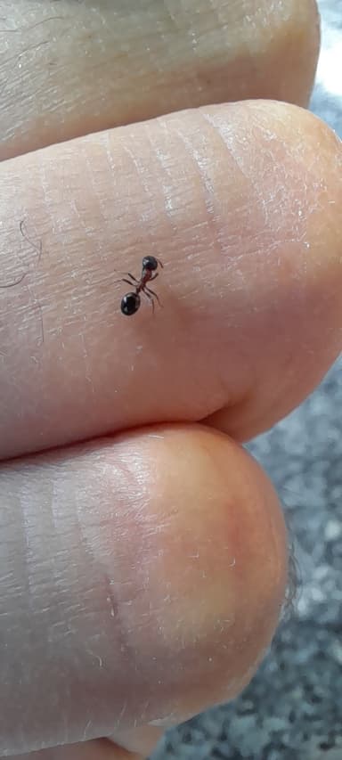 Dolichoderus quadripunctatus photo 150