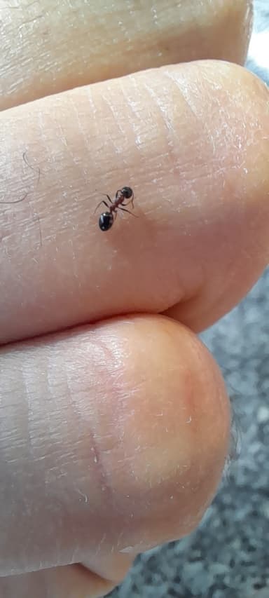 Dolichoderus quadripunctatus photo 151