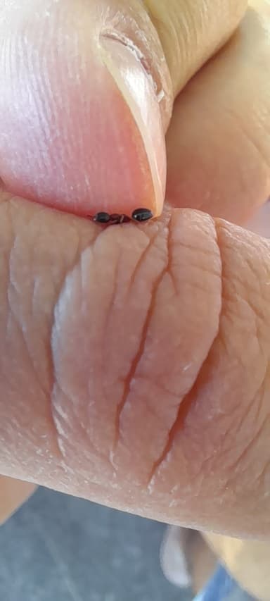 Dolichoderus quadripunctatus photo 154
