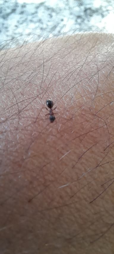 Dolichoderus quadripunctatus photo 155