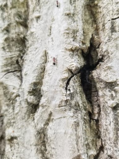 Dolichoderus quadripunctatus photo 159