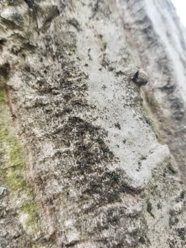 Dolichoderus quadripunctatus photo 160