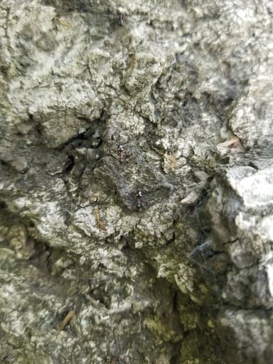 Dolichoderus quadripunctatus photo 161