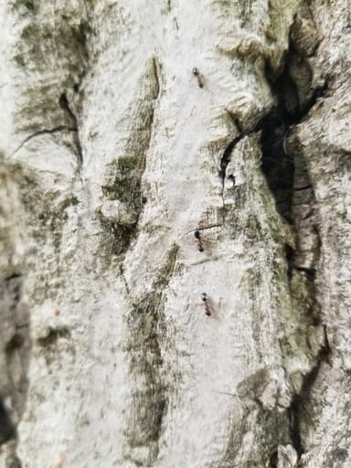 Dolichoderus quadripunctatus photo 162