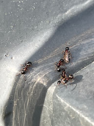 Dolichoderus quadripunctatus photo 163