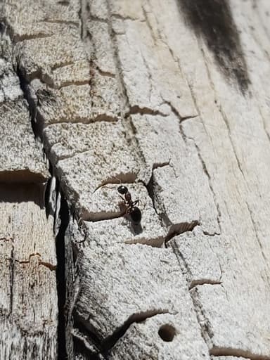 Dolichoderus quadripunctatus photo 164