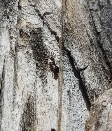 Dolichoderus quadripunctatus photo 165