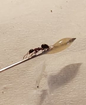 Dolichoderus quadripunctatus photo 166