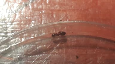 Dolichoderus quadripunctatus photo 167