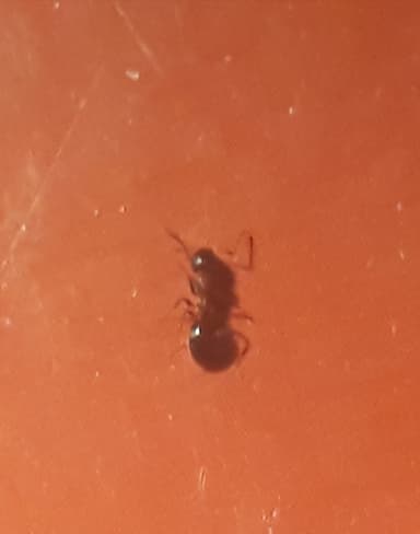 Dolichoderus quadripunctatus photo 168