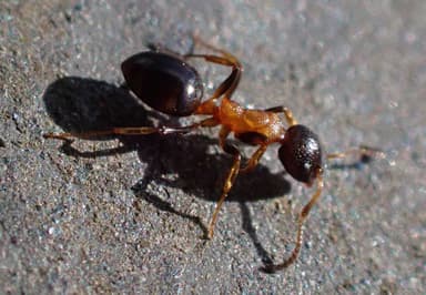 Dolichoderus quadripunctatus photo 169