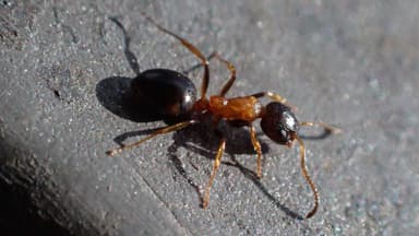 Dolichoderus quadripunctatus photo 170