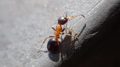 Dolichoderus quadripunctatus photo 171