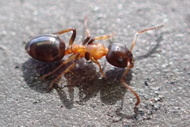 Dolichoderus quadripunctatus photo 172