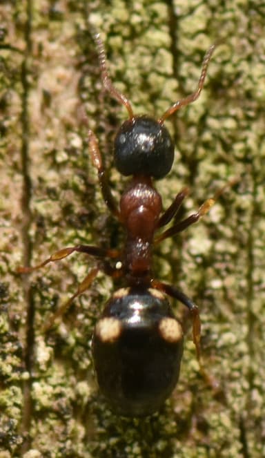 Dolichoderus quadripunctatus photo 173