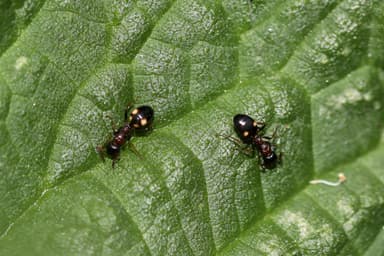 Dolichoderus quadripunctatus photo 174