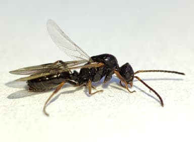 Dolichoderus quadripunctatus photo 177