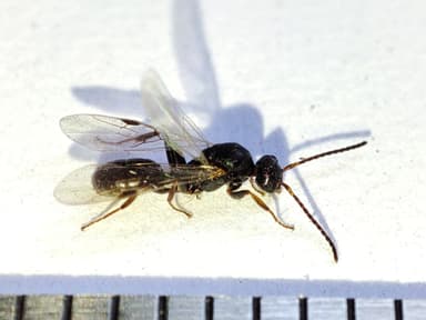 Dolichoderus quadripunctatus photo 178