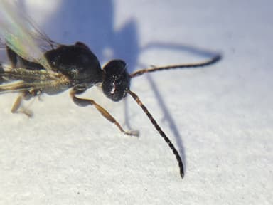 Dolichoderus quadripunctatus photo 180