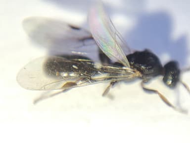 Dolichoderus quadripunctatus photo 181