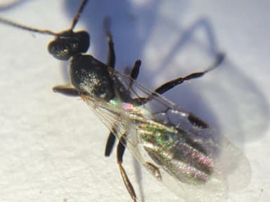 Dolichoderus quadripunctatus photo 185