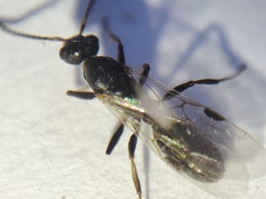 Dolichoderus quadripunctatus photo 186