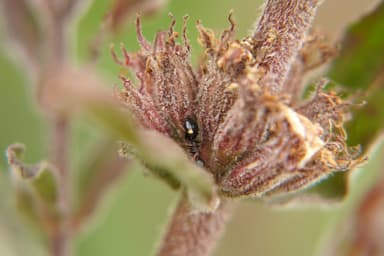 Dolichoderus quadripunctatus — colony photo 189