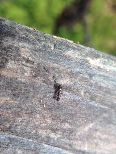 Dolichoderus quadripunctatus photo 192