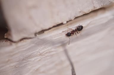 Dolichoderus quadripunctatus photo 197
