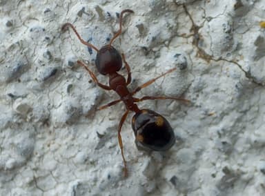 Dolichoderus quadripunctatus photo 198