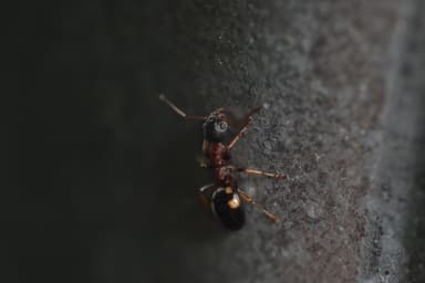 Dolichoderus quadripunctatus photo 199