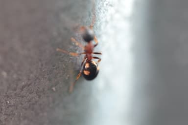 Dolichoderus quadripunctatus photo 202