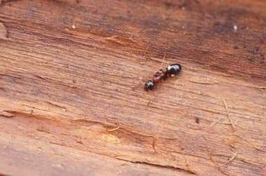 Dolichoderus quadripunctatus photo 205