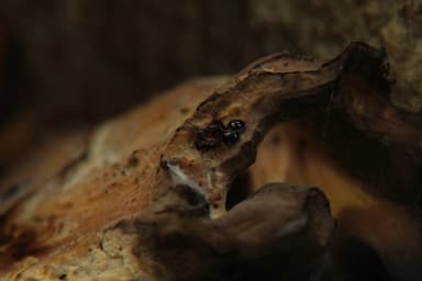 Dolichoderus quadripunctatus photo 206