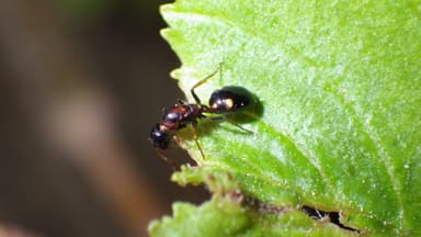Dolichoderus quadripunctatus photo 207