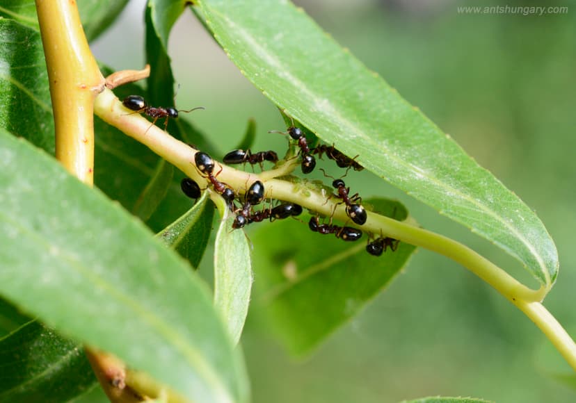 Dolichoderus quadripunctatus photo 1
